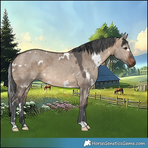Horse Color:White Spotted Brown Dun Merle