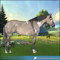 Horse Color:White Spotted Brown Dun Merle 