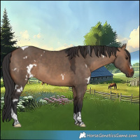 Horse Color:White Spotted Brown Dun Tobiano