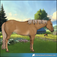Horse Color:Chocolate Palomino Dun Rabicano