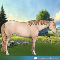 Horse Color:Gold Champagne Pearl 