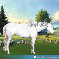 Horse Color:White Spotted Gold Champagne Rabicano