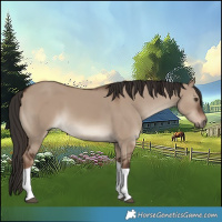 Horse Color:Liver Red Dun Tobiano 
