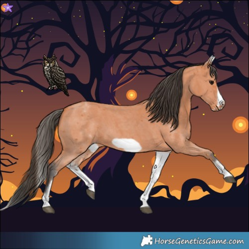 Horse Color:White Spotted Bay Sabino Frame 