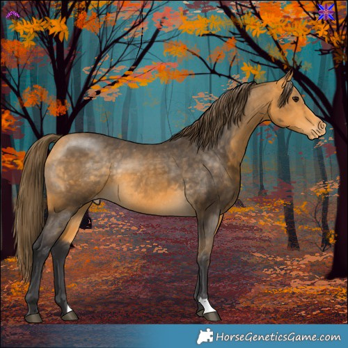 Horse Color:Buckskin Varnish Rabicano 