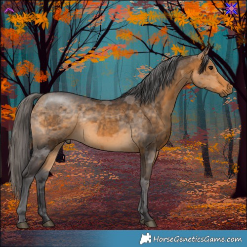 Horse Color:Buckskin Merle 