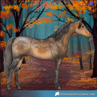 Horse Color:Buckskin Merle 