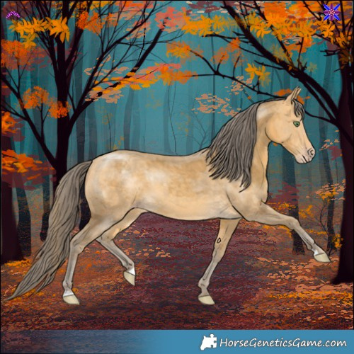 Horse Color:Amber Cream Champagne Merle 