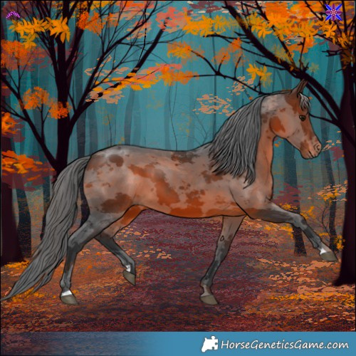 Horse Color:Brown Merle 