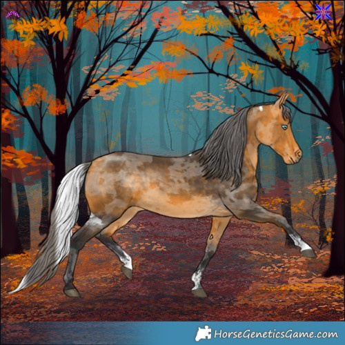 Horse Color:Buckskin Merle Sabino
