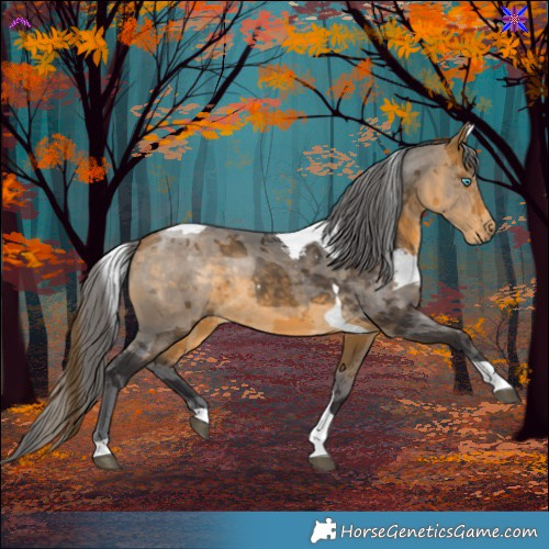 Horse Color:Buckskin Merle Tobiano 