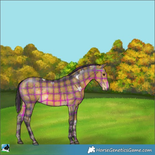 Horse Color:Plaid  Buckskin 