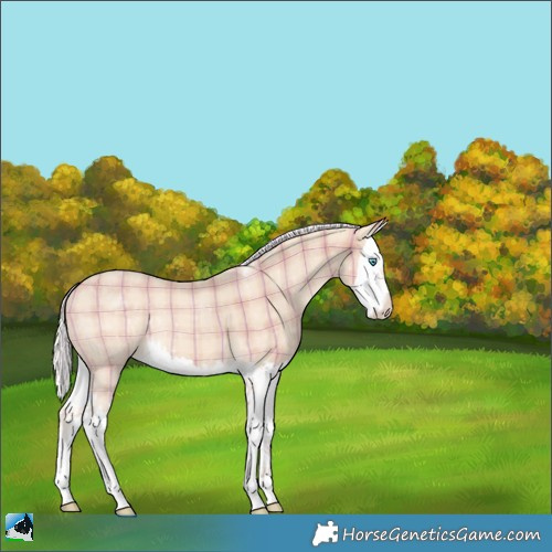 Horse Color:Plaid  Silver Perlino Splash 