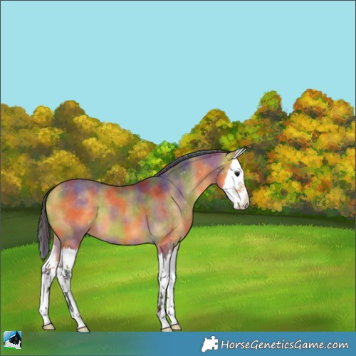 Horse Color:Nacre Buckskin Splash 