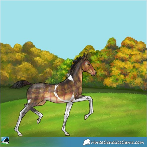 Horse Color:Gray Plaid  Buckskin Tobiano 