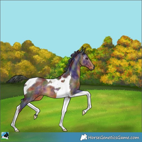 Horse Color:Gray Nacre Buckskin Tobiano 