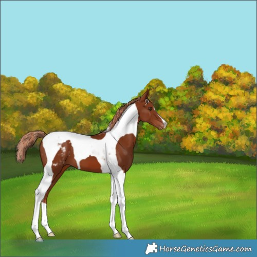 Horse Color:Chestnut Tobiano Varnish 