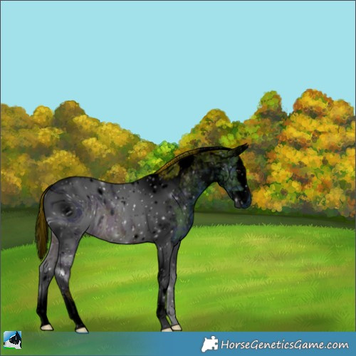 Horse Color:ERROR: UNKNOWN ANOMALY