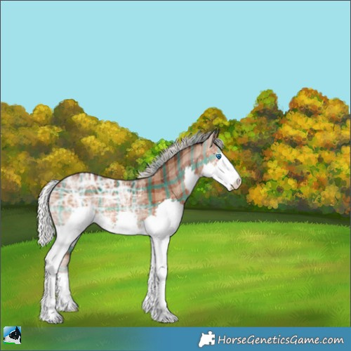 Horse Color:Plaid  Silver Brown Ice Splash Rabicano 