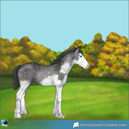 Horse Color:Black Splash Rabicano 