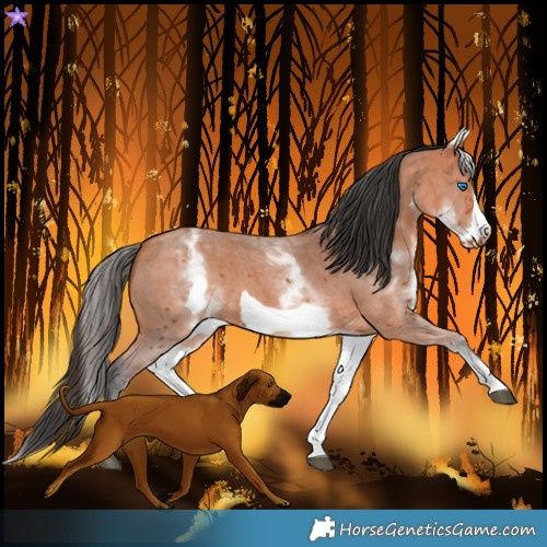 Horse Color:White Spotted Bay Sabino Frame 