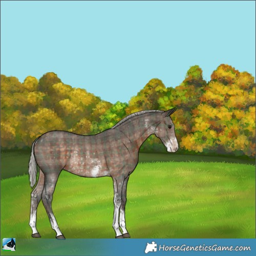 Horse Color:Plaid  Silver Brown Sabino Rabicano 