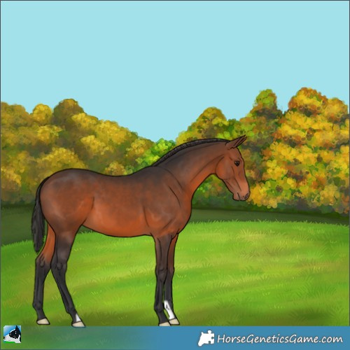Horse Color:Brown 