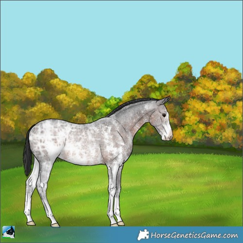 Horse Color:Brown Ice Sabino Rabicano 