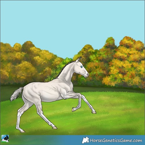 Horse Color:Cremello Dun Splash Rabicano 