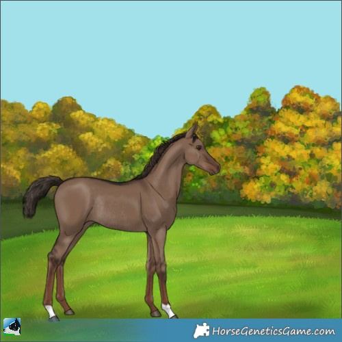 Horse Color:Liver Red Dun Rabicano 
