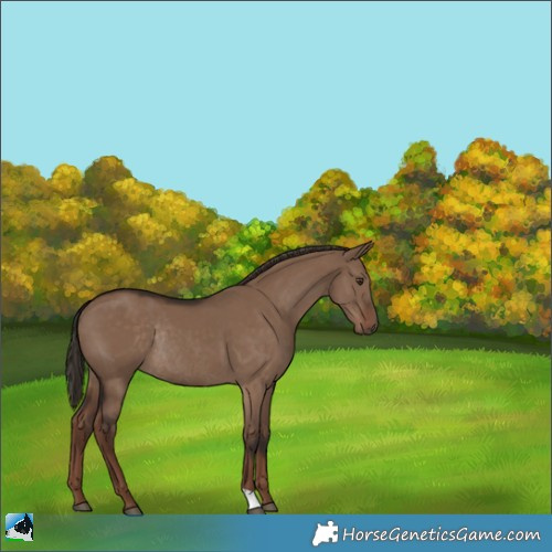 Horse Color:Liver Red Dun Rabicano 