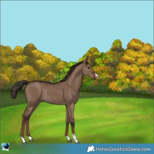 Horse Color:Liver Red Dun Rabicano 