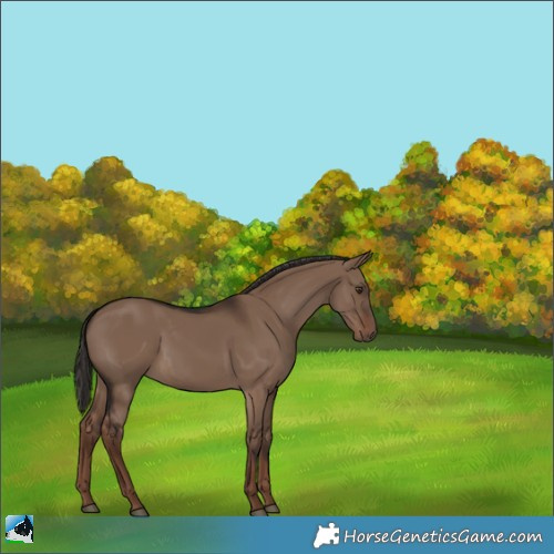 Horse Color:Liver Red Dun Rabicano 