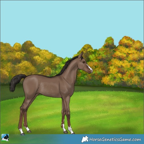 Horse Color:Liver Red Dun Rabicano 