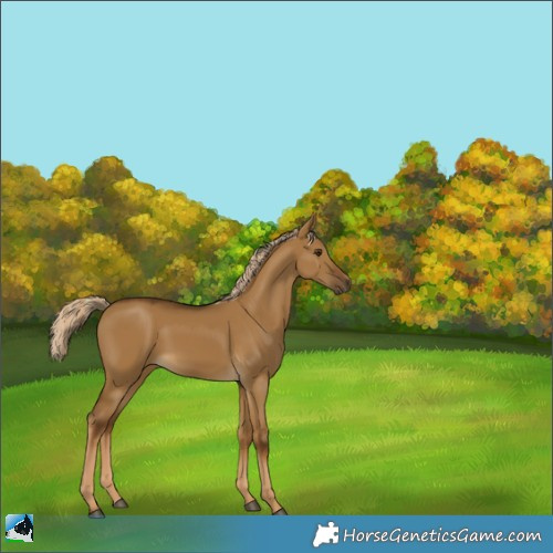 Horse Color:Chocolate Palomino Dun Rabicano