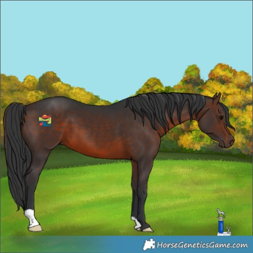 Horse Color:Brown 