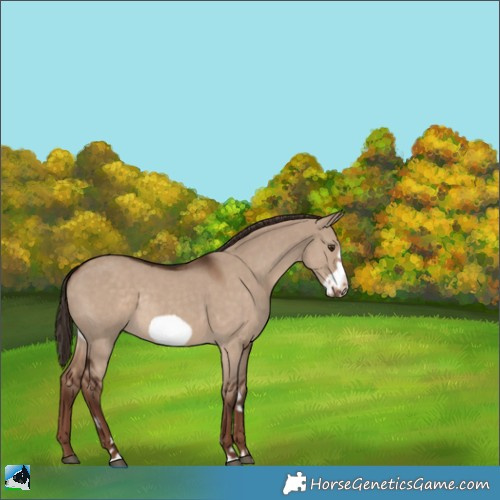Horse Color:Liver Red Dun Frame Rabicano