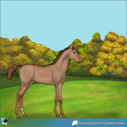 Horse Color:Red Dun Rabicano