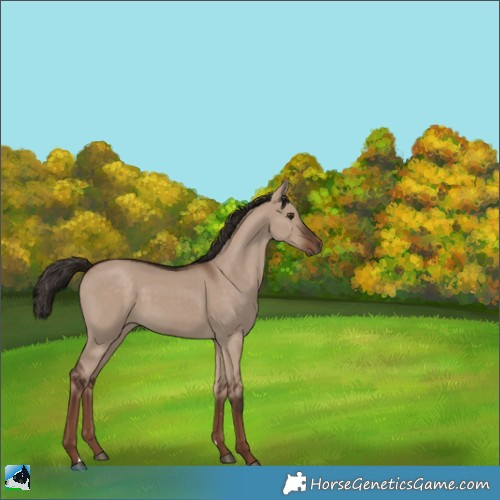 Horse Color:Liver Red Dun Rabicano 