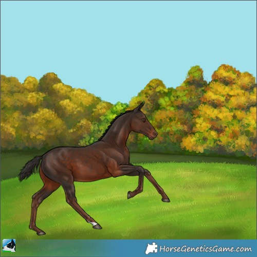 Horse Color:Liver Chestnut 