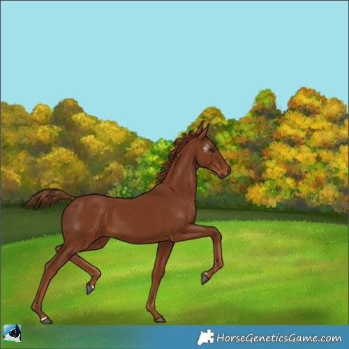Horse Color:Gray Chestnut 