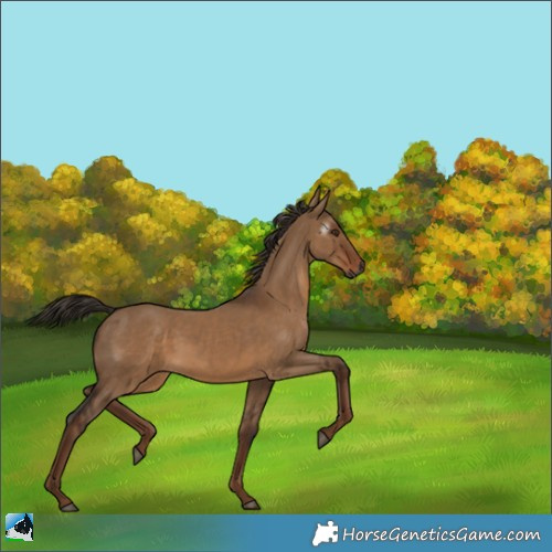 Horse Color:Gray Liver Red Dun 