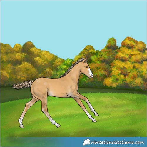 Horse Color:Palomino Dun 