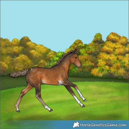 Horse Color:Chocolate Palomino Tobiano 