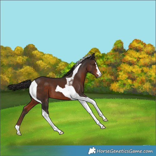 Horse Color:Liver Chestnut Tobiano 