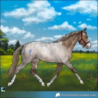 Horse Color:Powder White Liver Red Dun 
