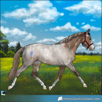 Horse Color:Powder White Liver Red Dun 