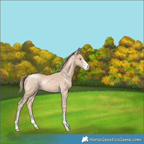 Horse Color:Perlino Sabino Rabicano 