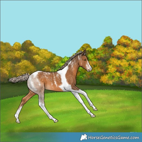 Horse Color:Powder White Chocolate Palomino Tobiano 