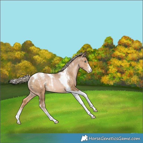 Horse Color:Powder White Chocolate Palomino Pearl Tobiano 
